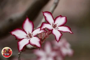As Rosas do Deserto como Inspiração para a Decoração da Casa