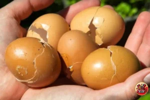 Como Cascas de Ovos Podem Renovar Seu Jardim 🌱🥚
