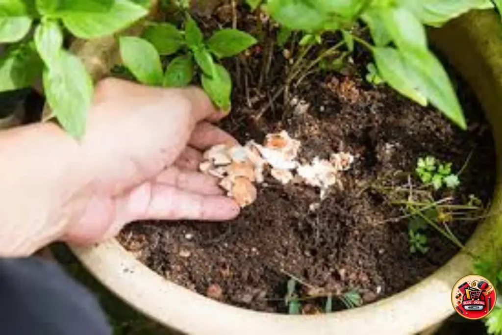 Benefícios das Cascas de Ovos na Jardinagem 🌼