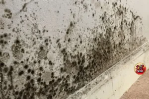 Truque Caseiro e Econômico para Limpar Manchas de Umidade 2 Ingredientes Simples