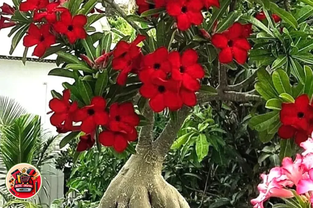 Cores Inspiradas nas Rosas do Deserto