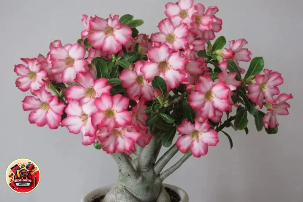 Rosas do Deserto